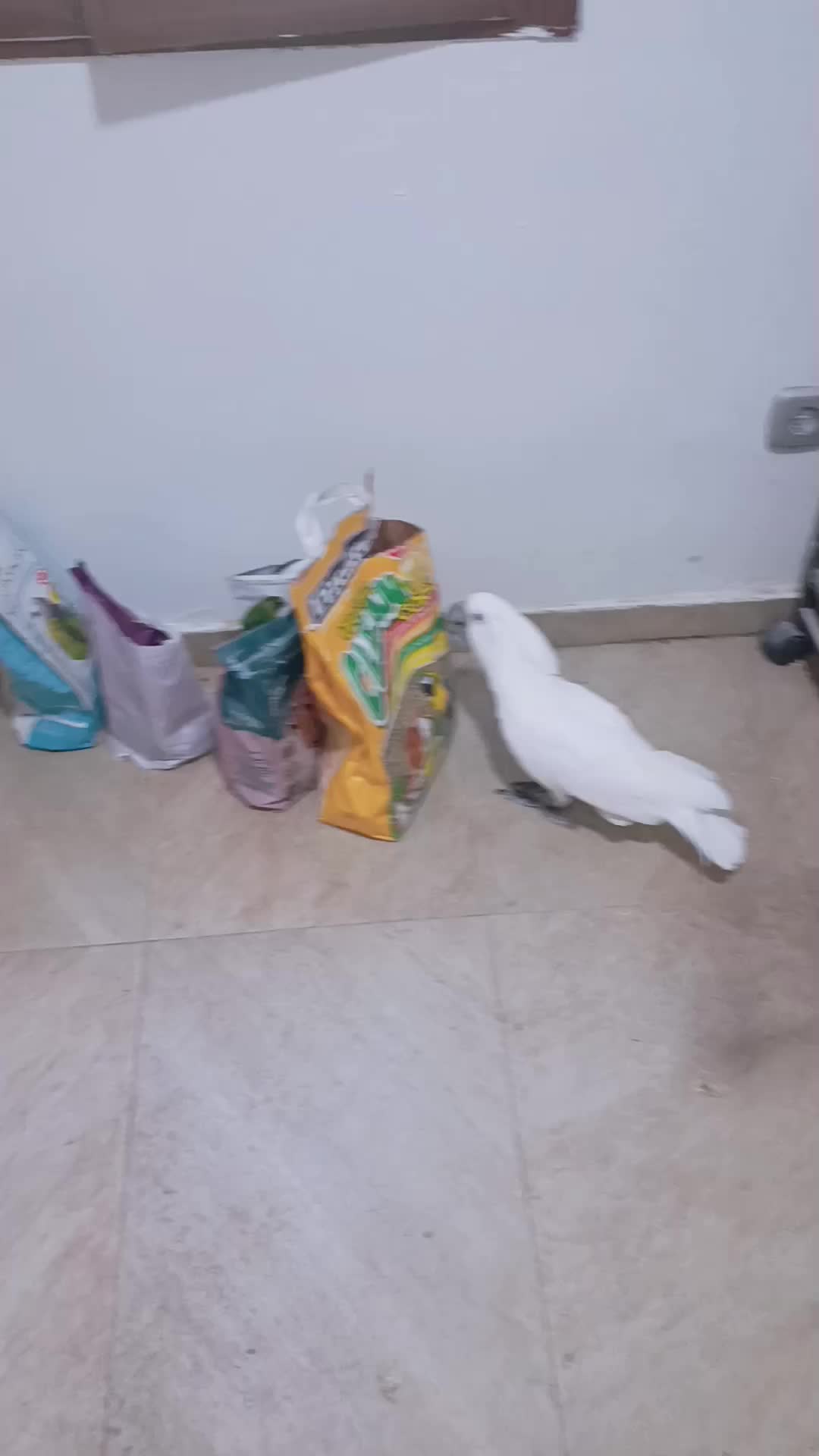 @todosbichosmios