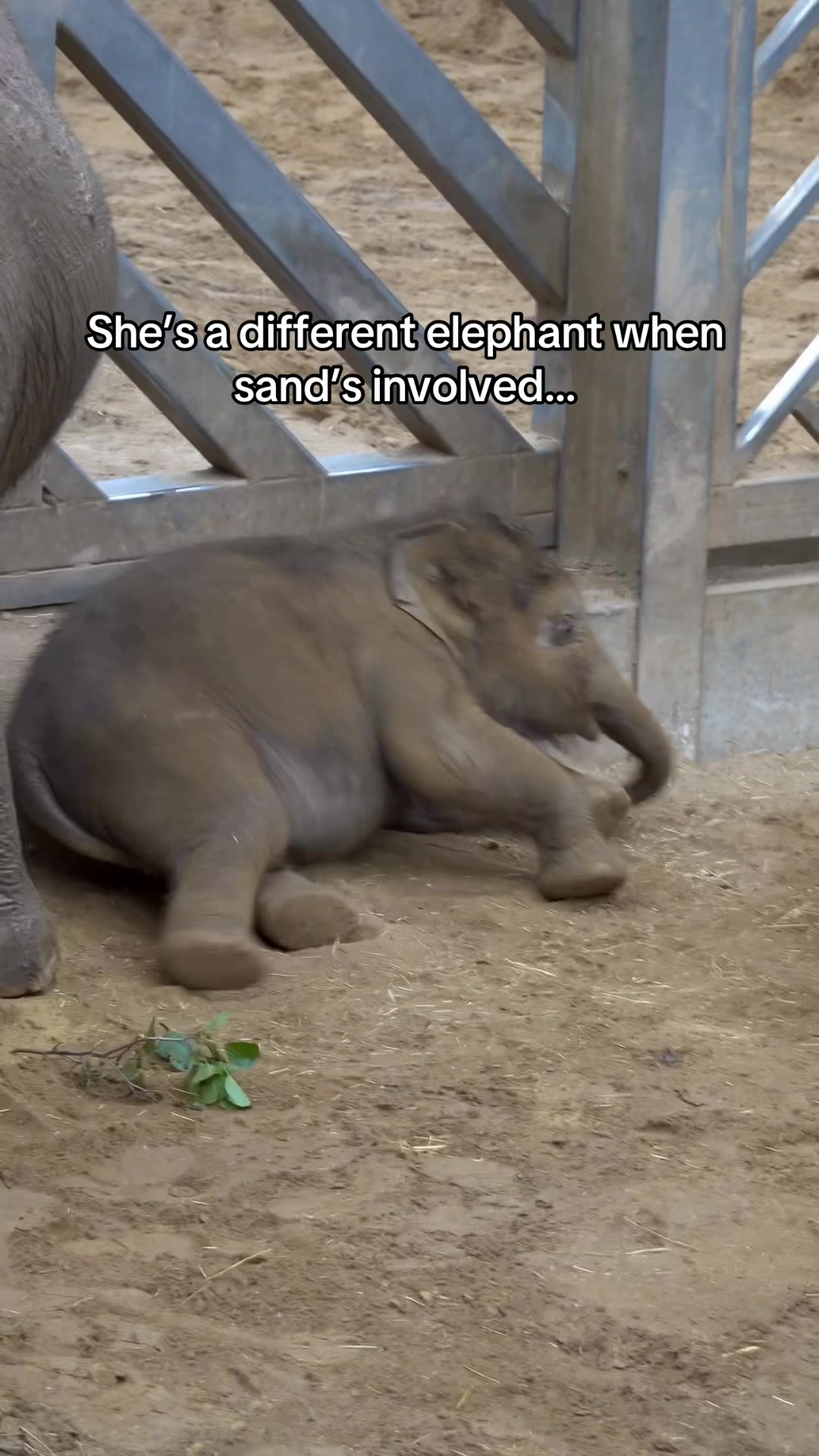 @Animals Travel Adventures
