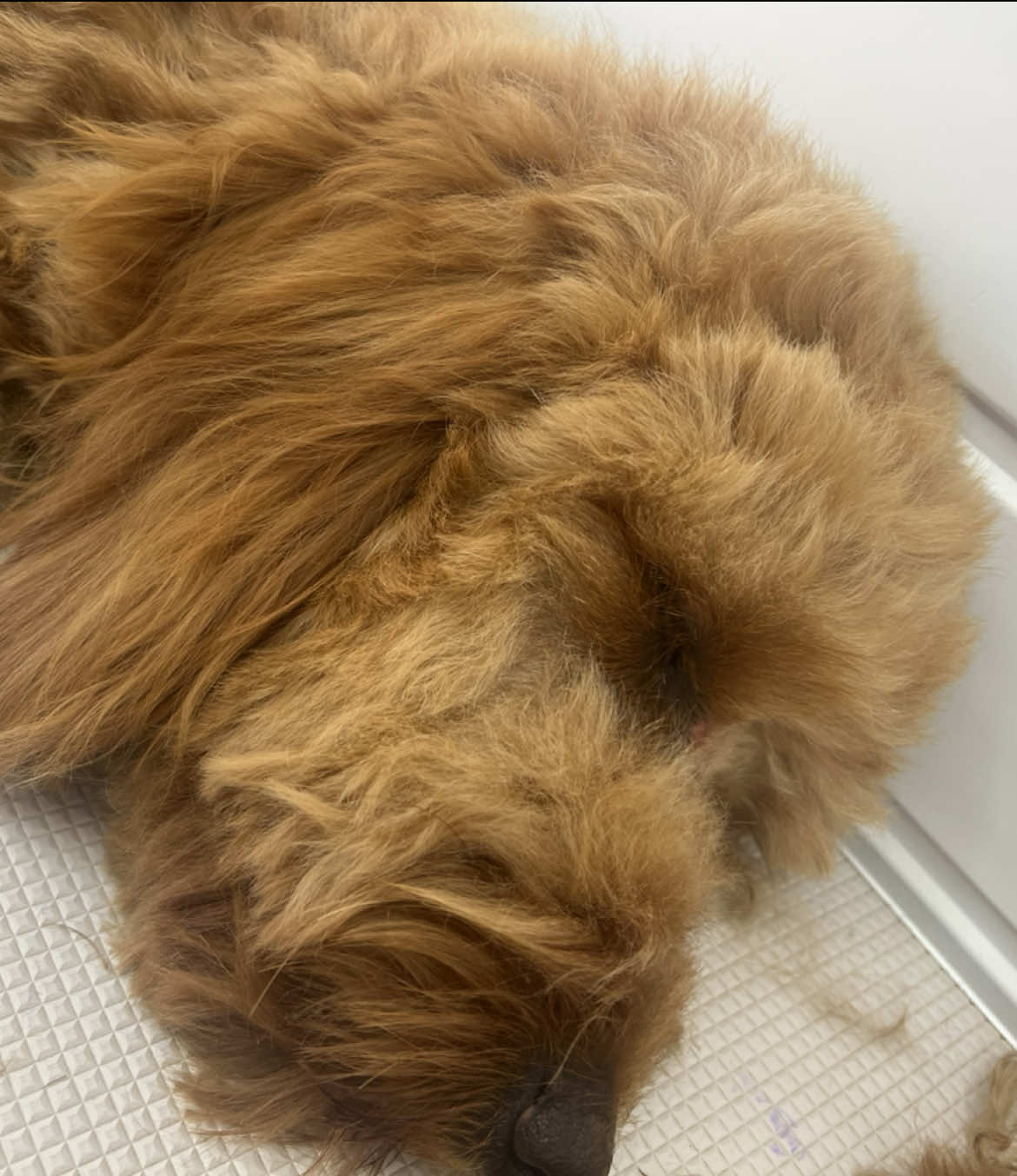 @Sion’s Dog Grooming 🐾