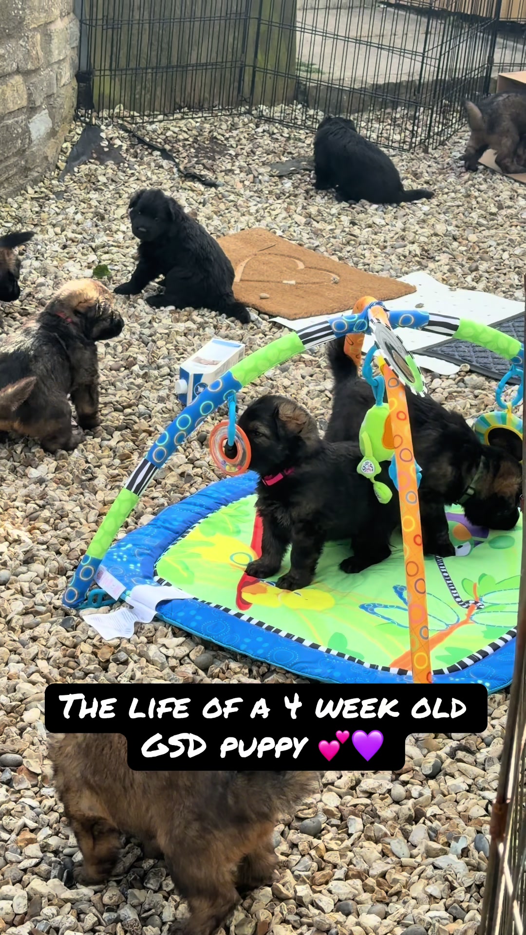 @TheGSDhubwithjennygould