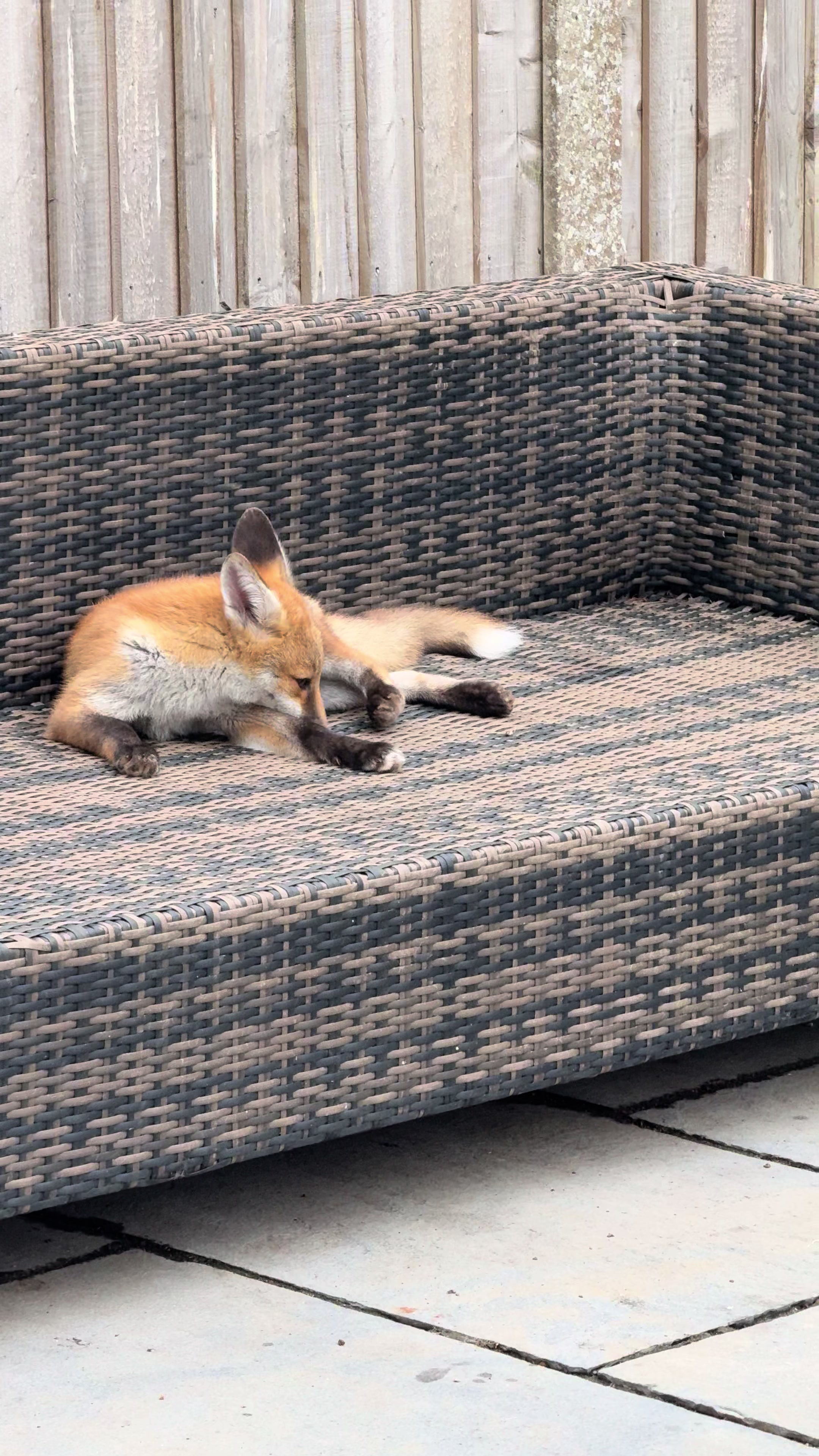 @gp_wildlife