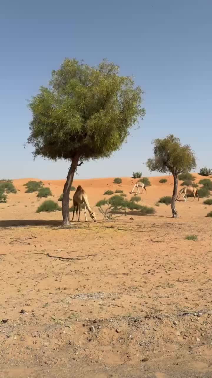 @Sabeel-al-Haq
