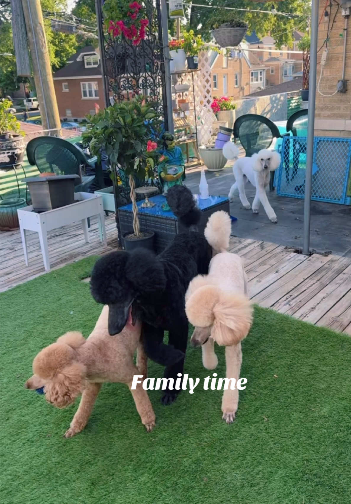 @packwalkdiaries