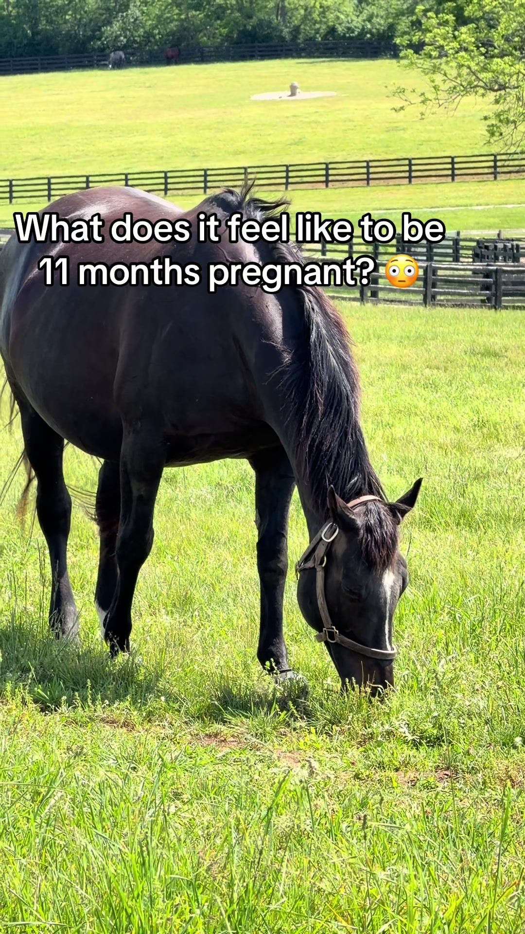 @MesingwFarm