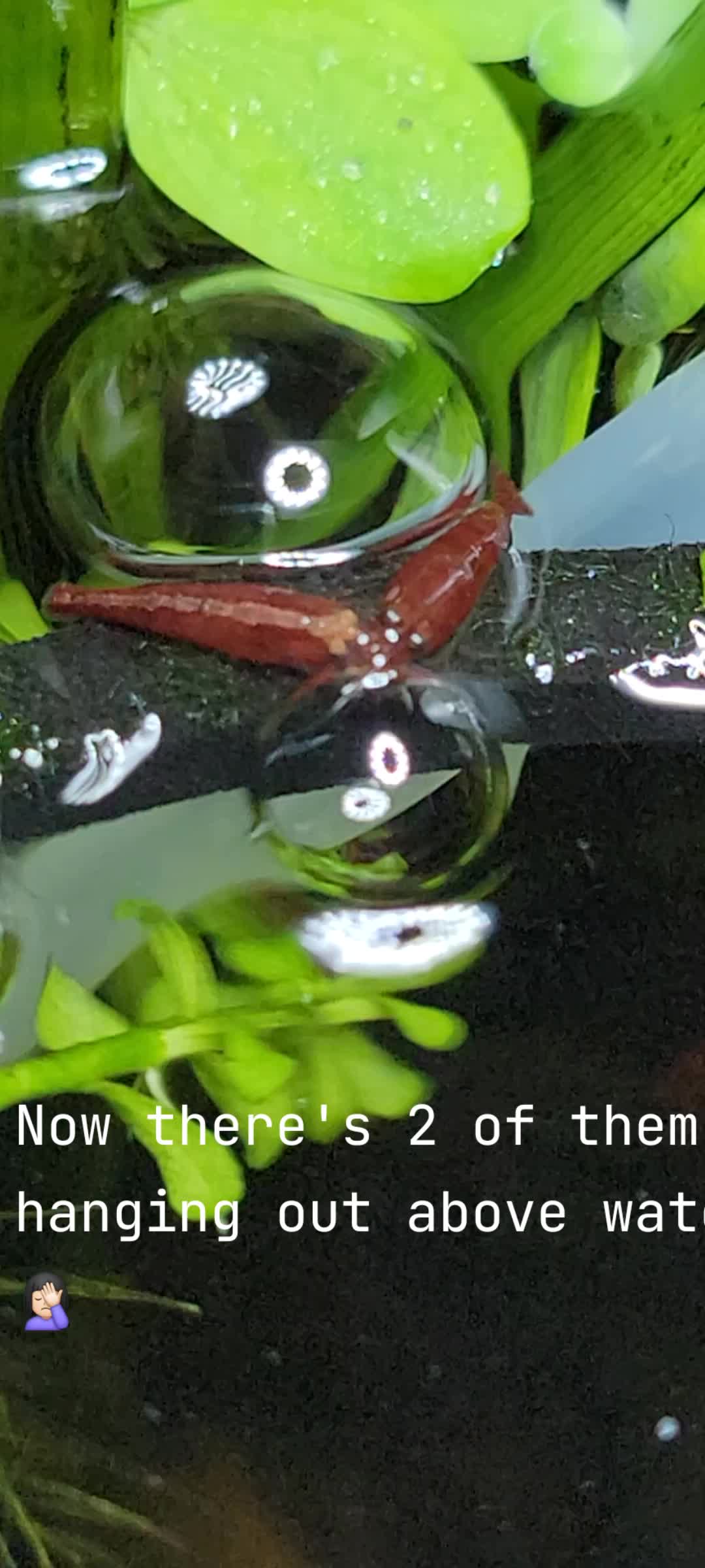 @Fishie Fishy Fish (nano, nano)