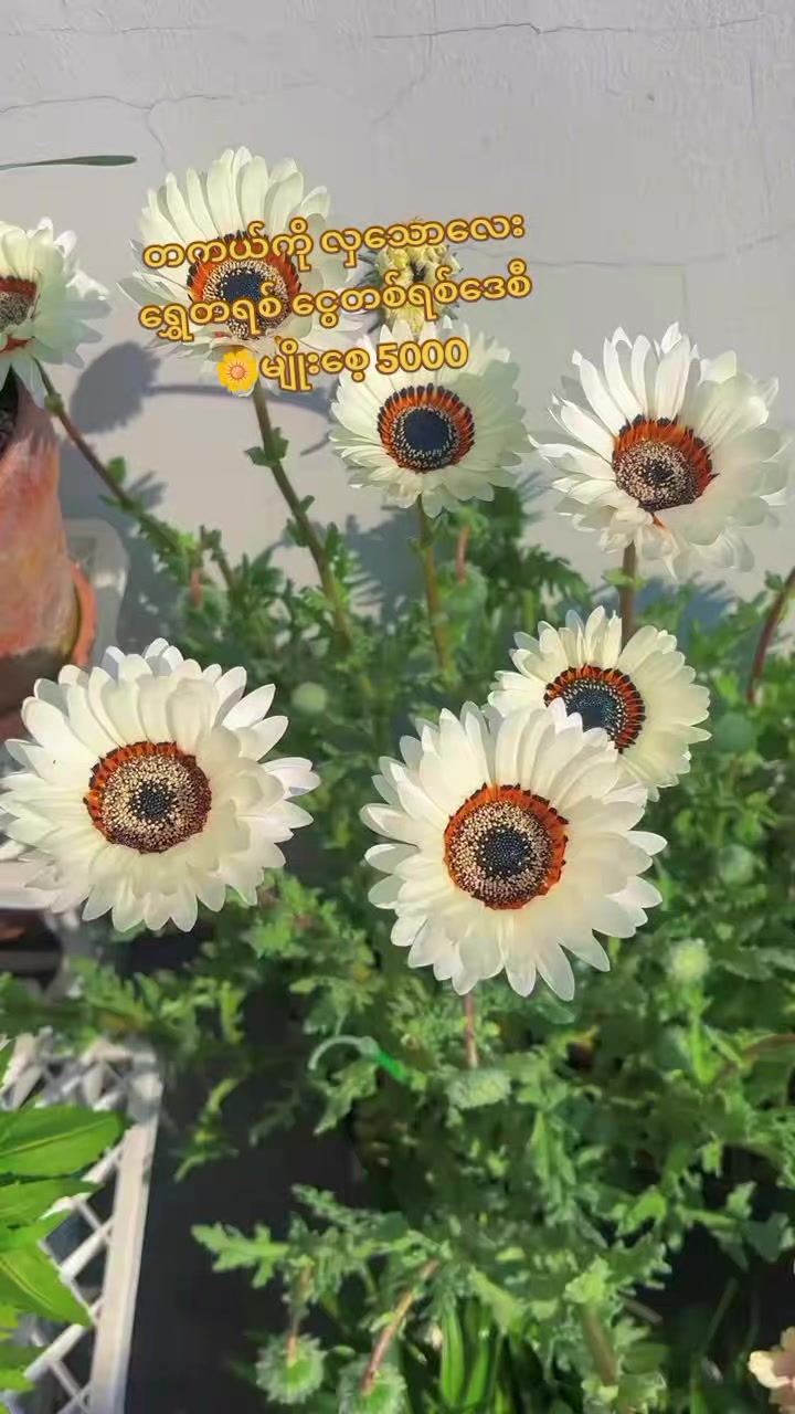@Floral Village