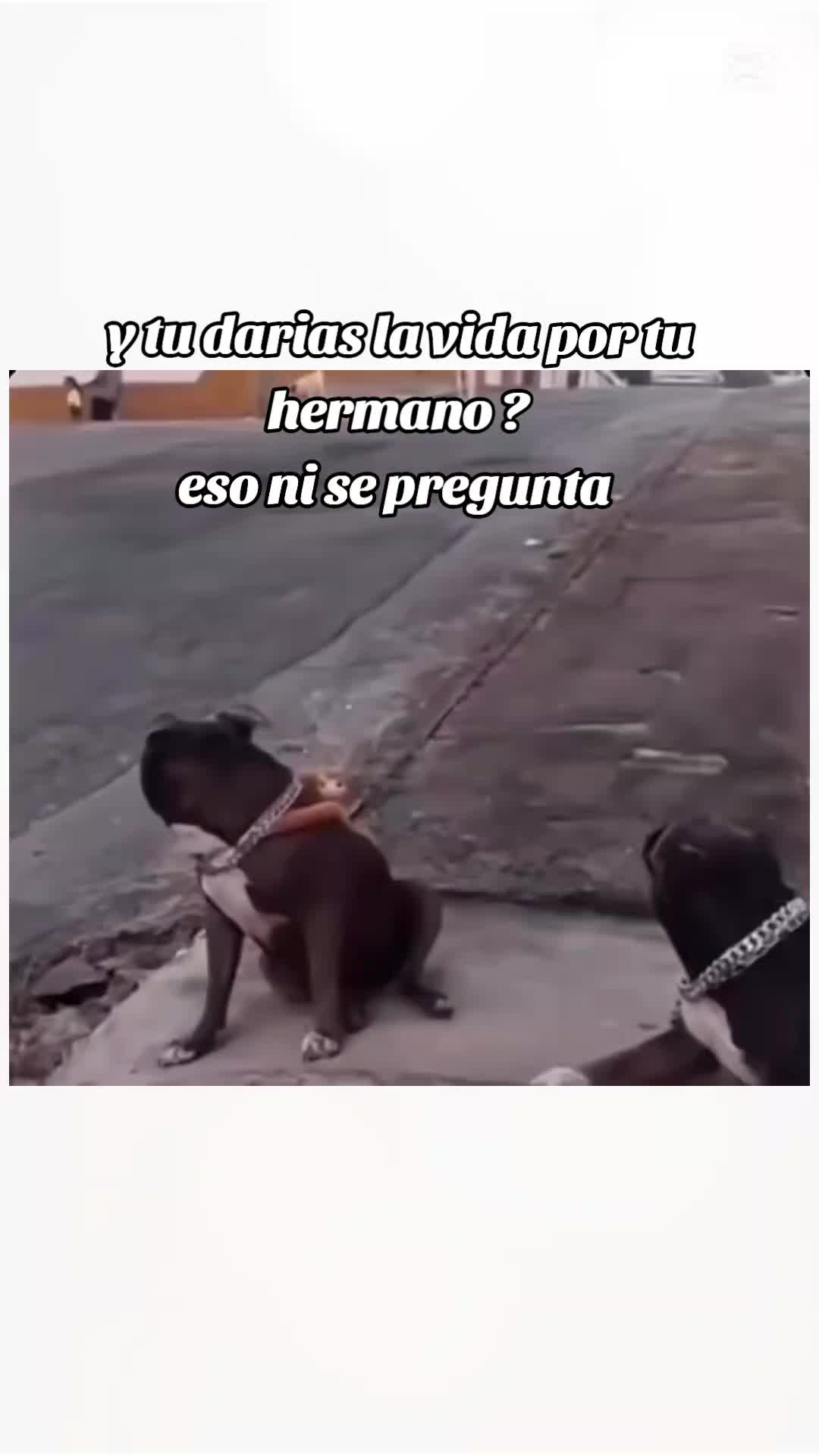 @🏹🐬🥴🚽toxico_de_Nesquik