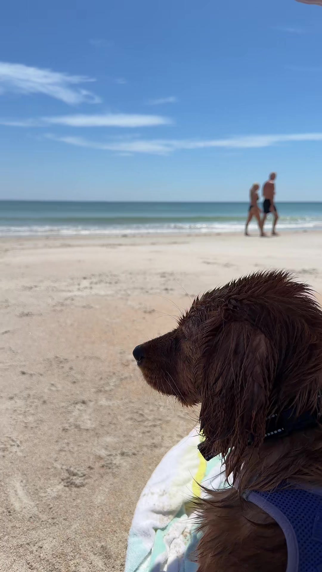 @Sage | Mini Golden Retriever
