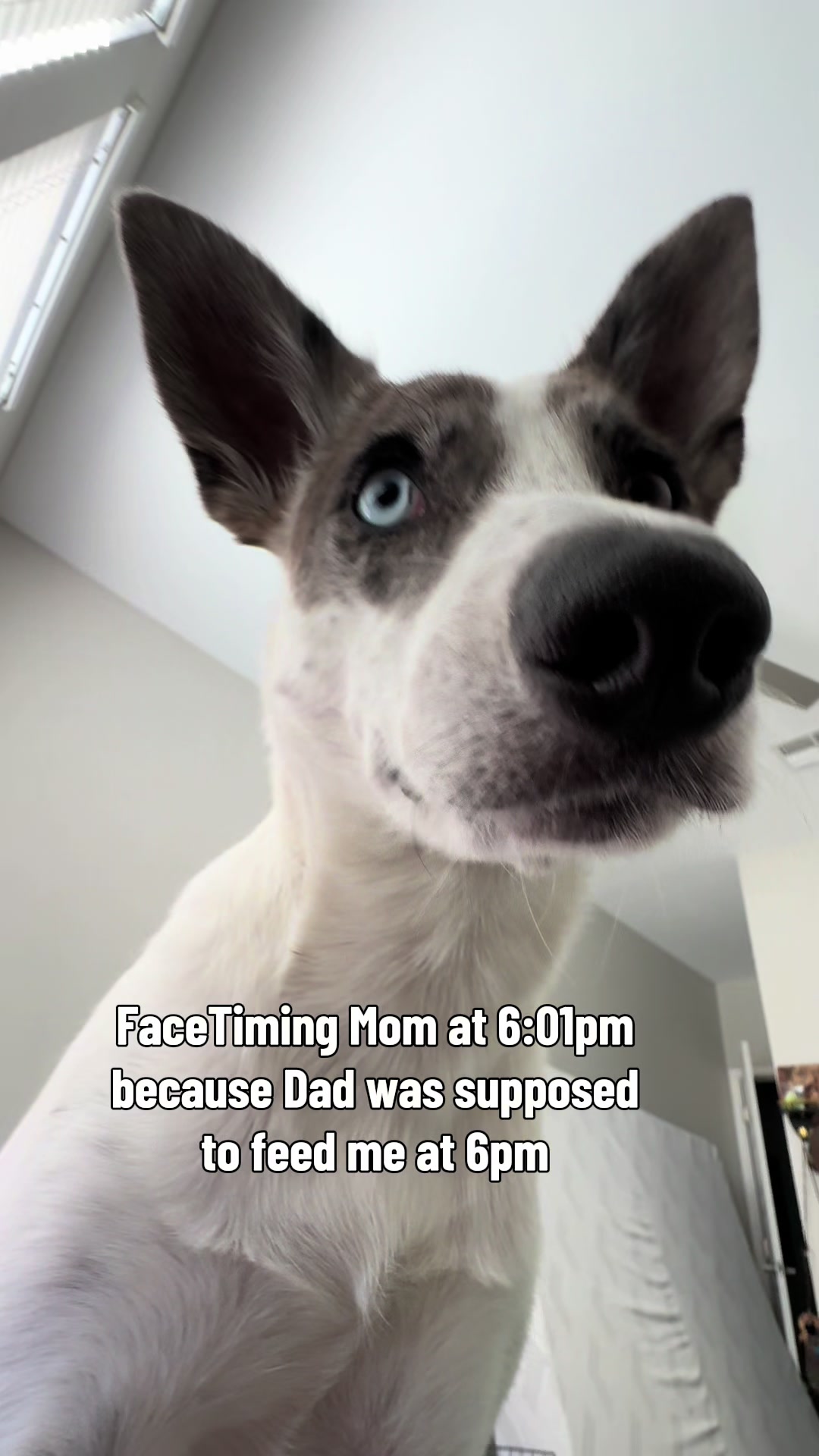 @tiffanysdiamonddogs