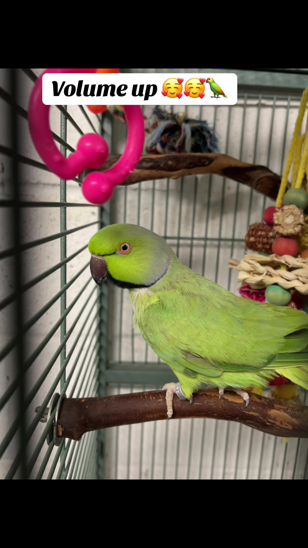 @CrystalParrot🦜💜🦜🍪🍨