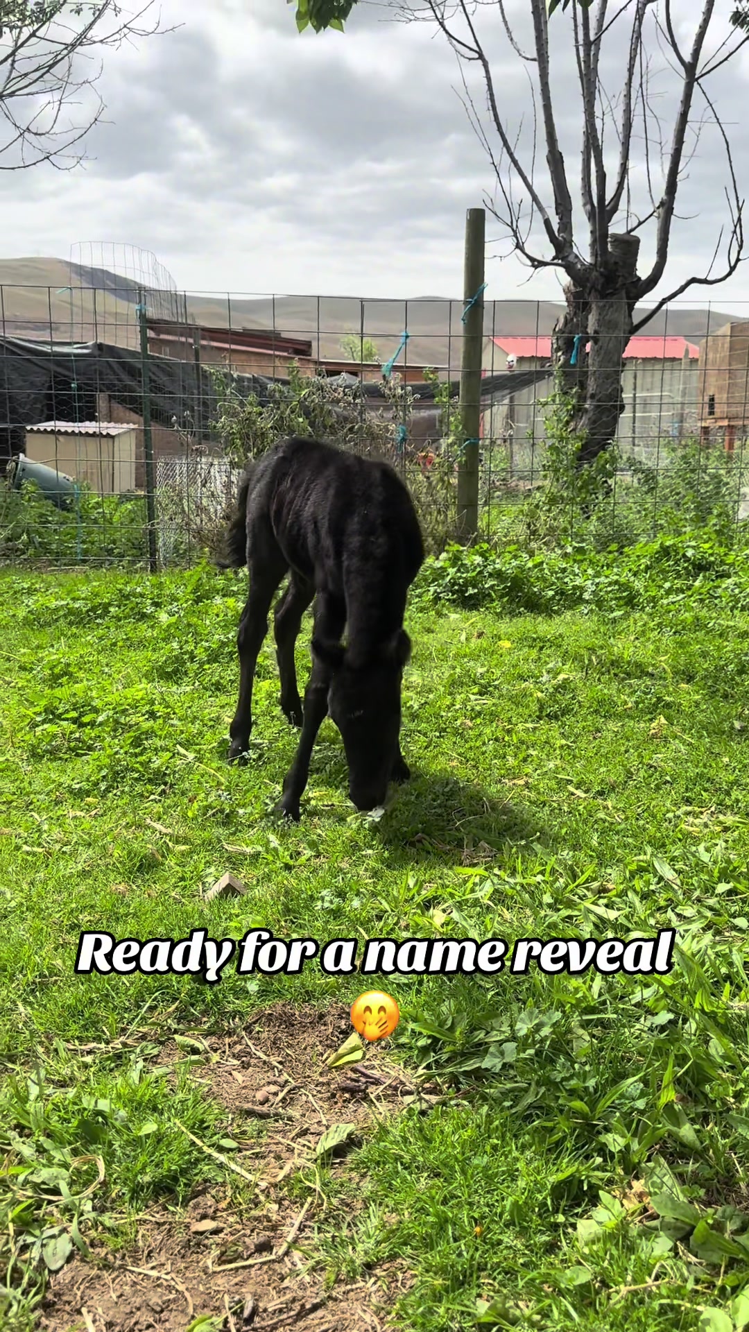 @Hot Sauce the Mini horse 🐎
