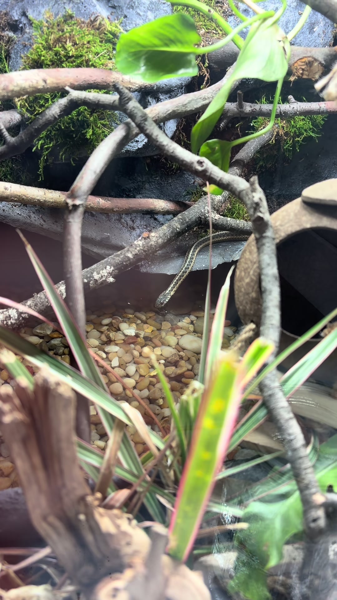 @layla🦎🍃