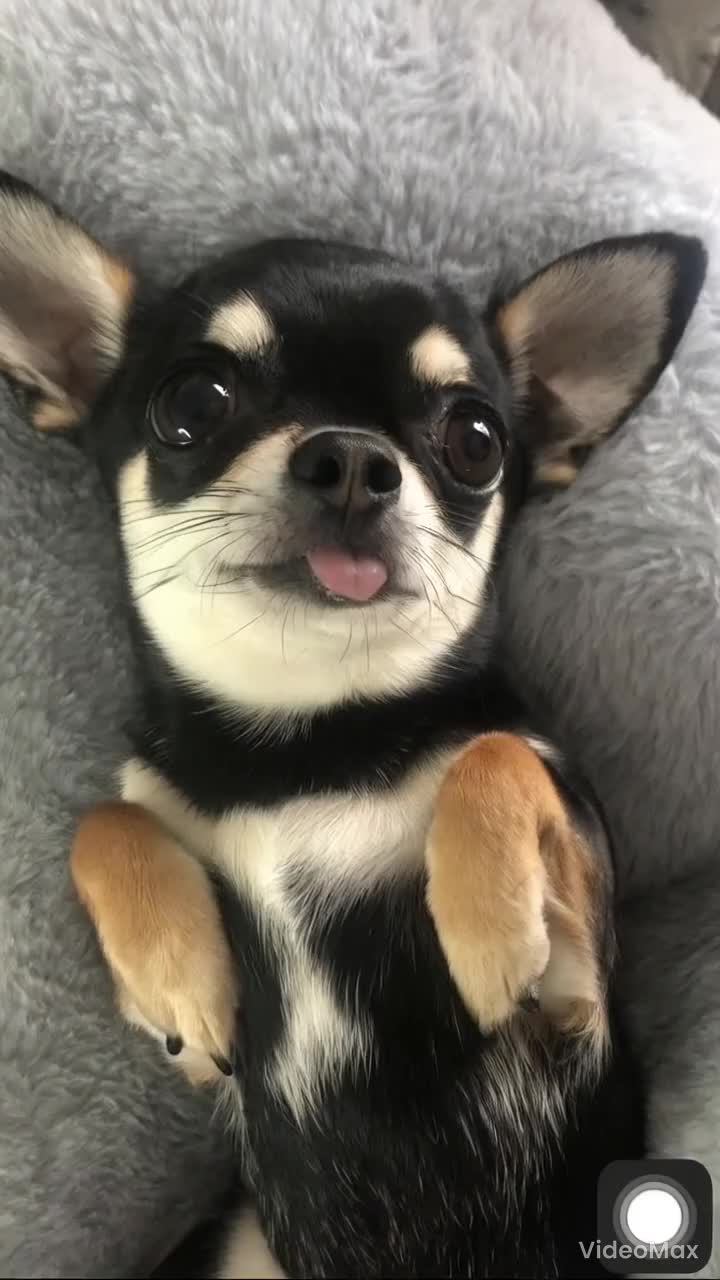@Coco_bean🐾