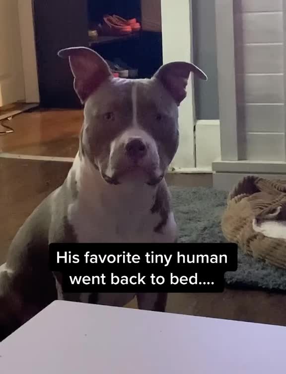 @Pittie Mom