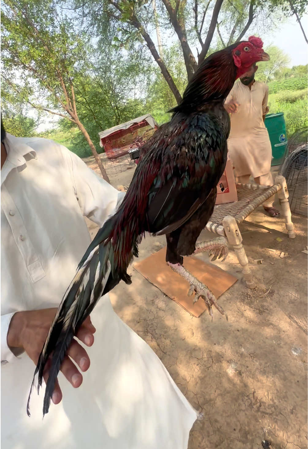 @Poultry Markaz