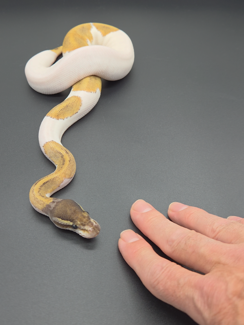 @Rikers Reptiles