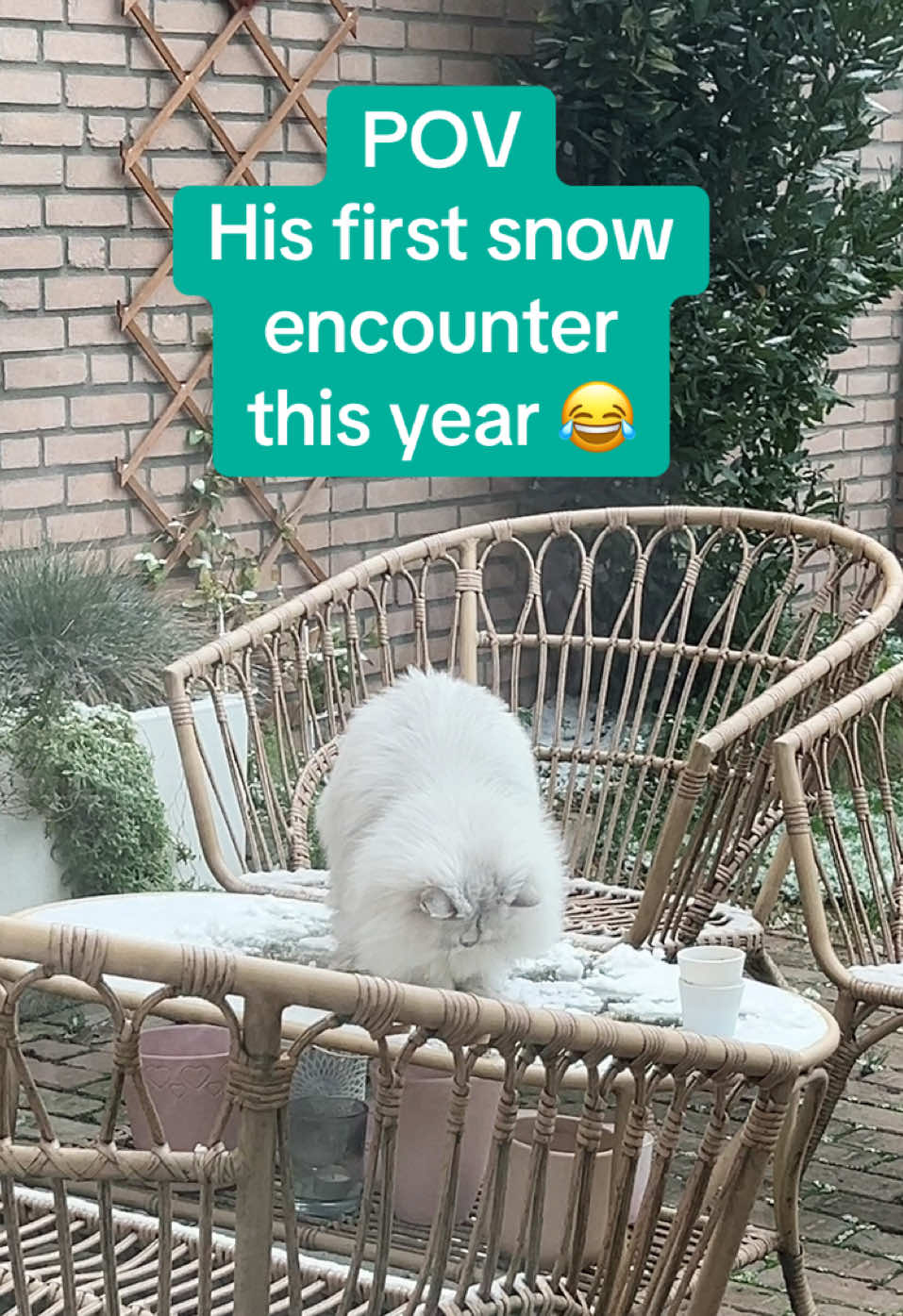 @Dutchkittycat