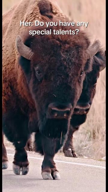 @Yellowstone National Park