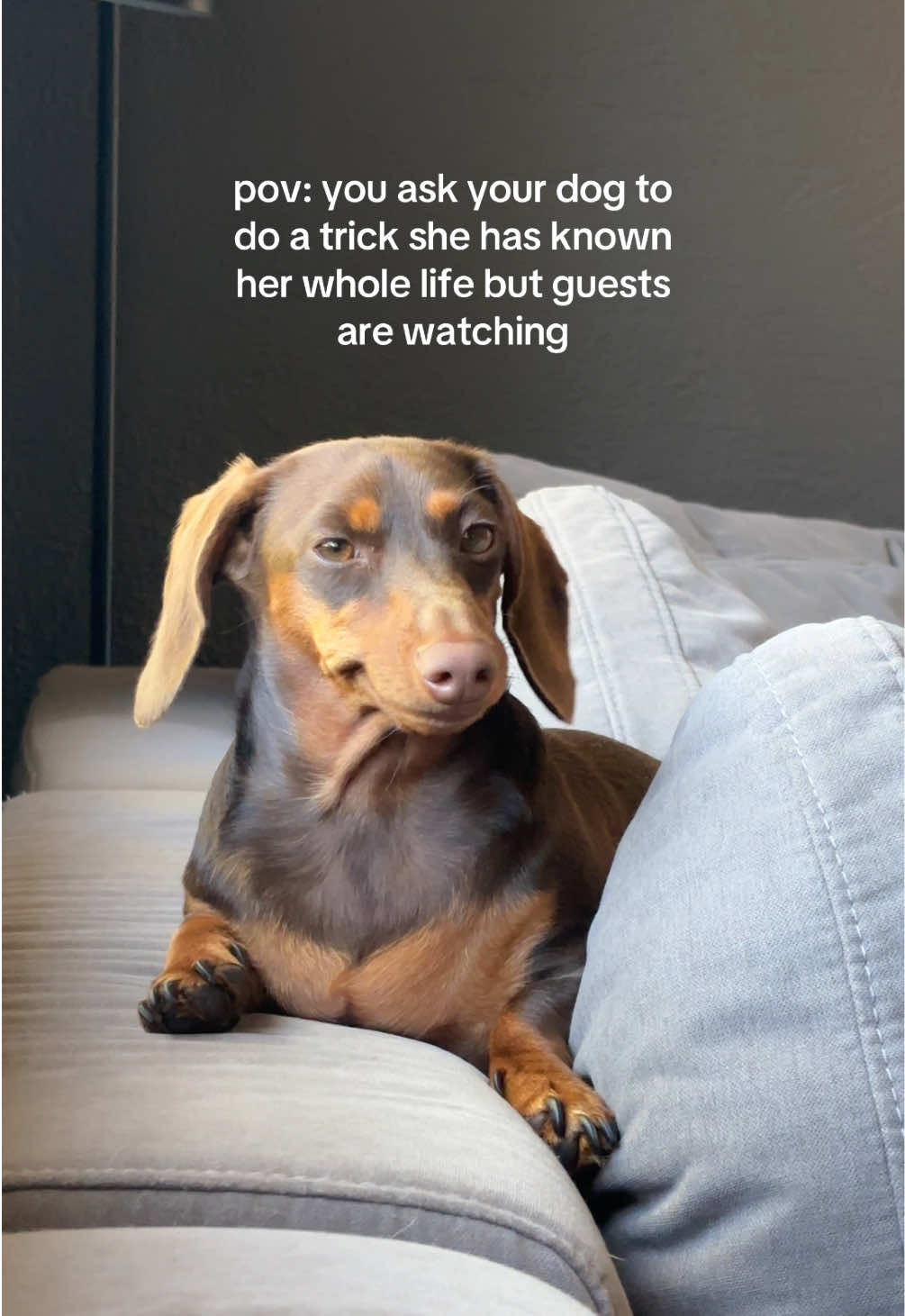 @rhubarb the doggo