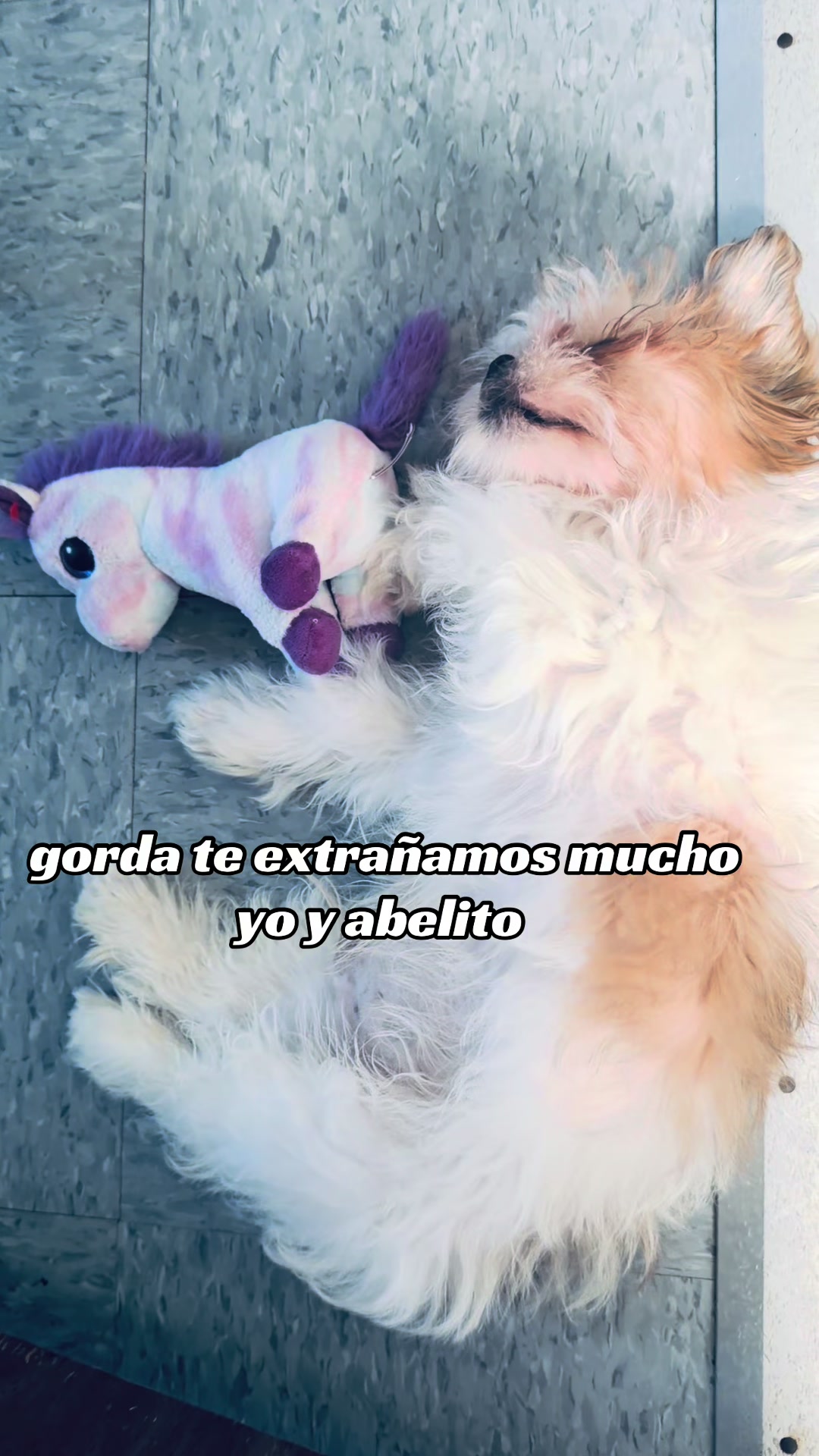 @Crispín_y_mia_shihtzu_puppies.