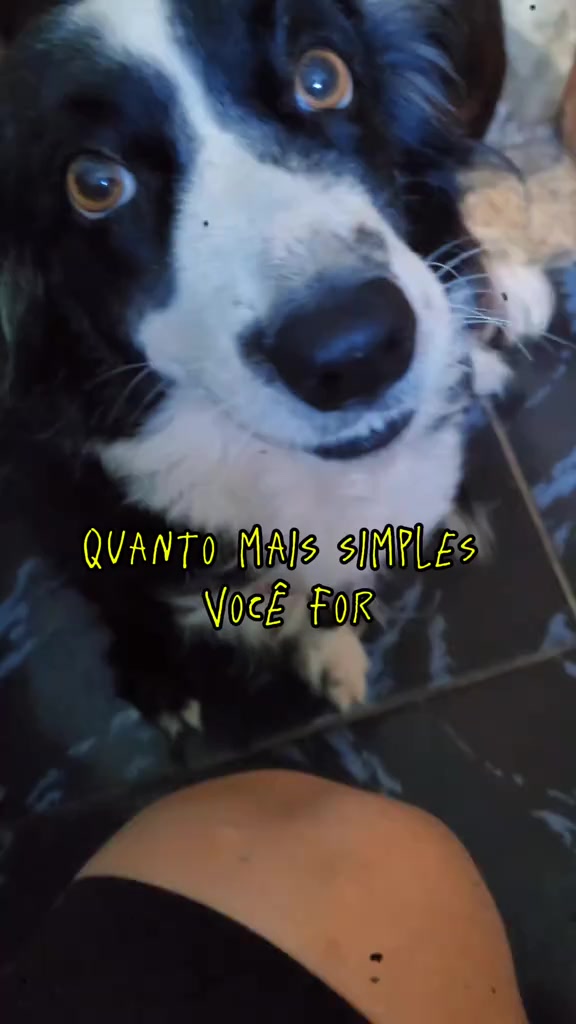 @Família border collie