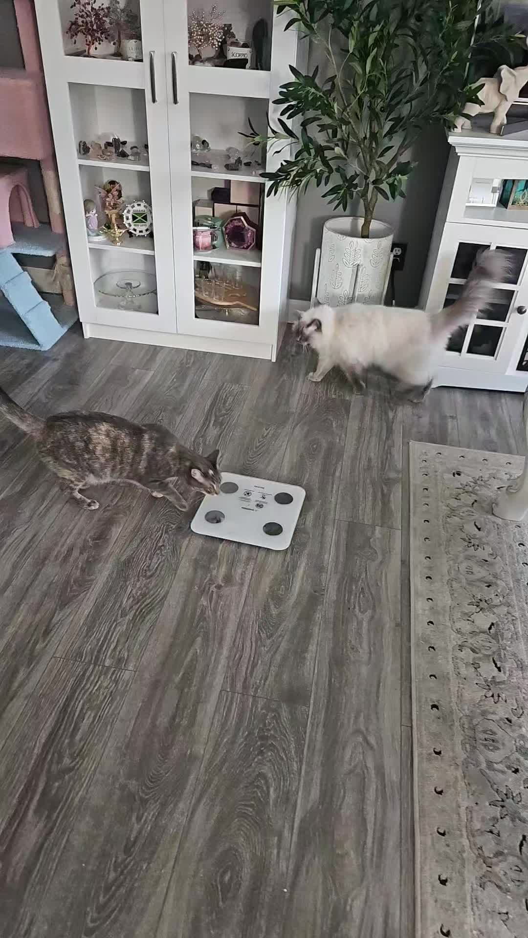 @ꪜꪖꪶꫀ𝘳𝓲ꫀ 🎀