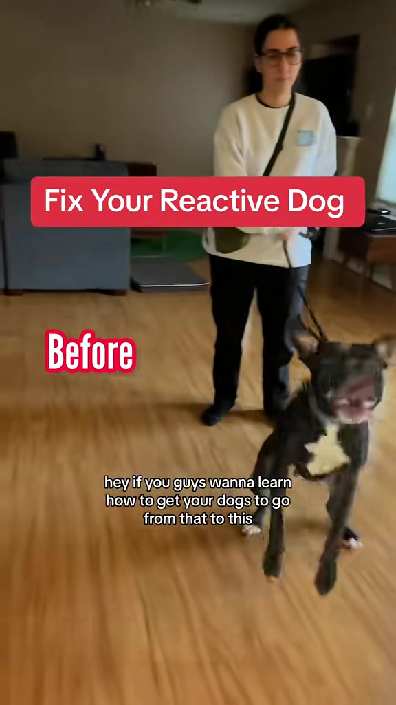 @Best Buddy Dog Trainer LLC