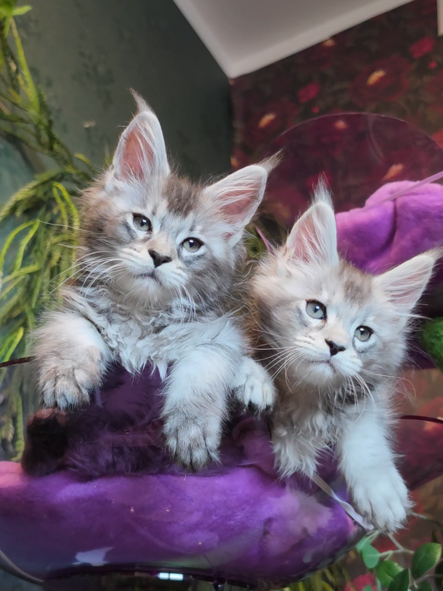 @Peaky Claws Cattery