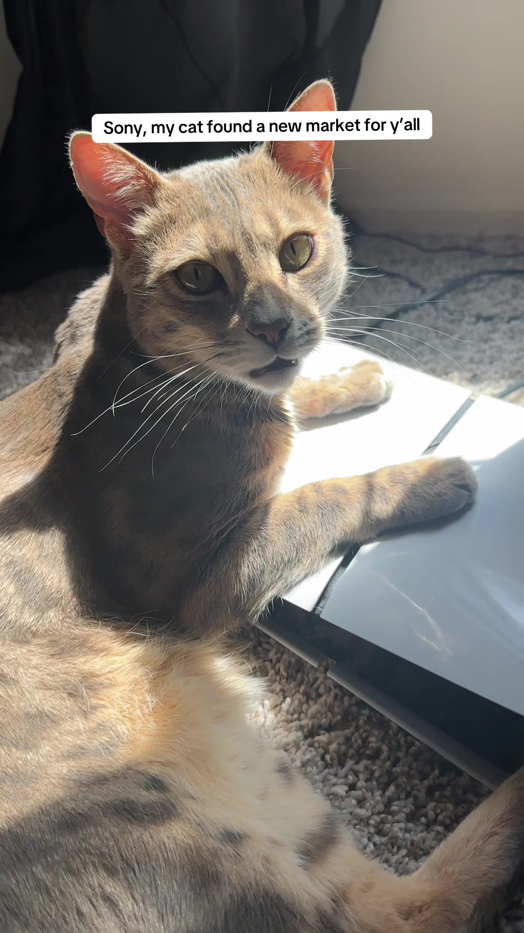 @Mochi the Bengal