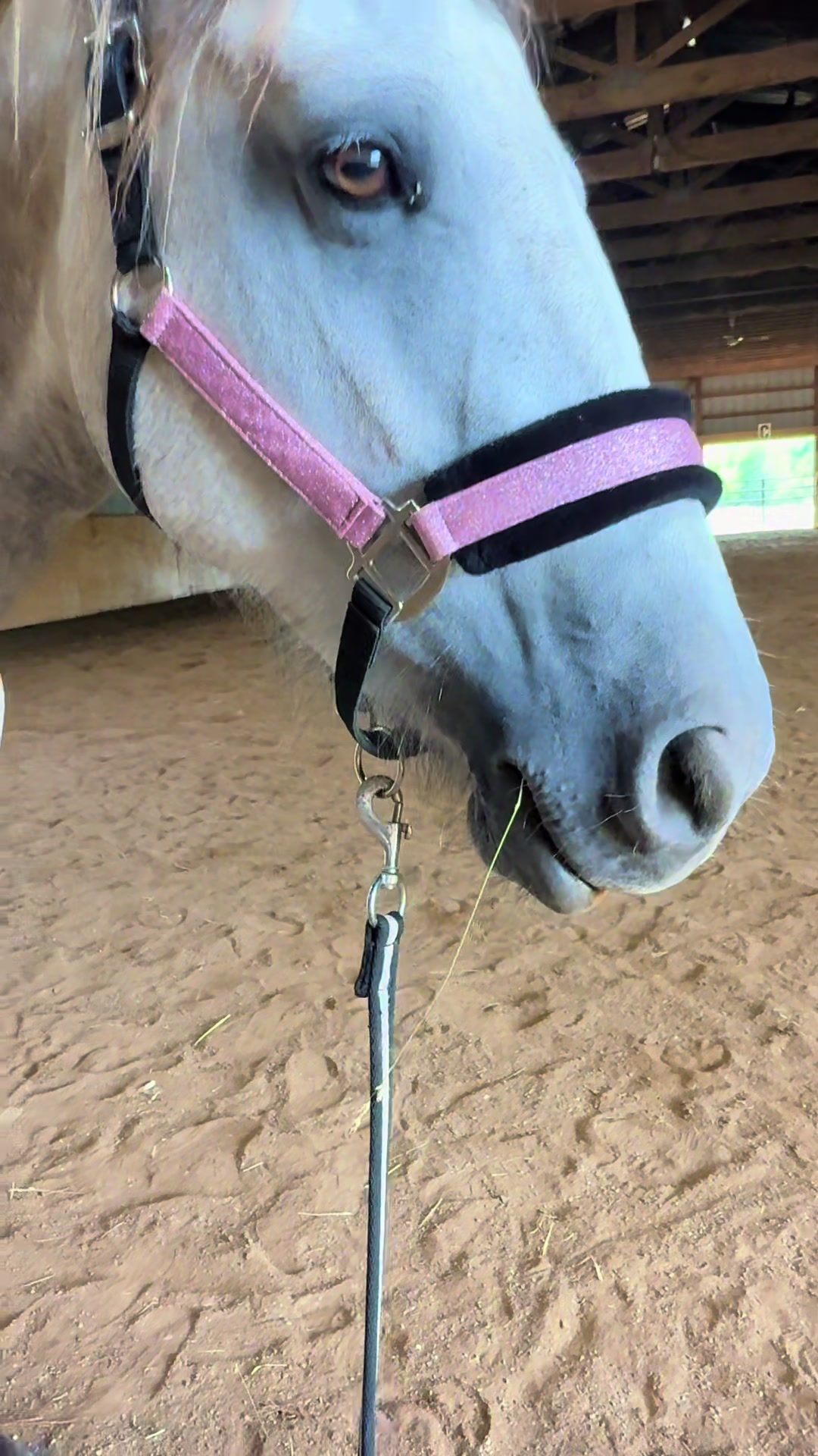 @Free Spirit Equestrian