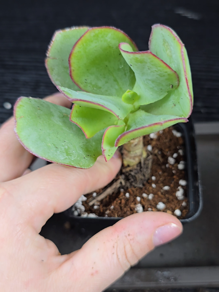 @RMPlantsJ
