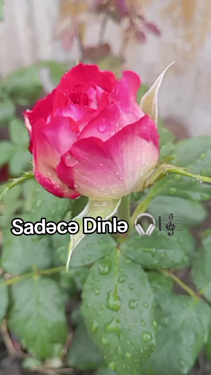 @♡𝙈𝙞𝙣𝙣𝙤𝙨̧➷♡🌸
