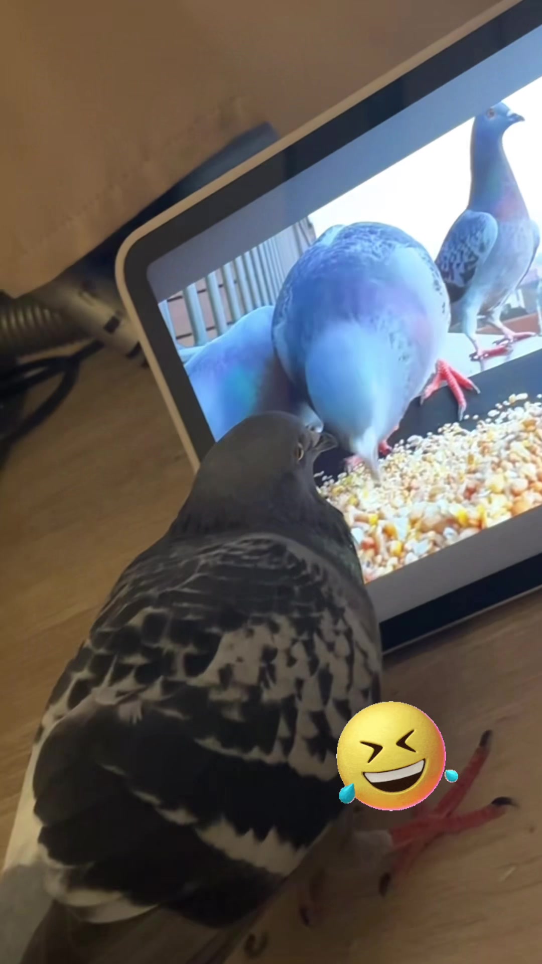 @Pigeon