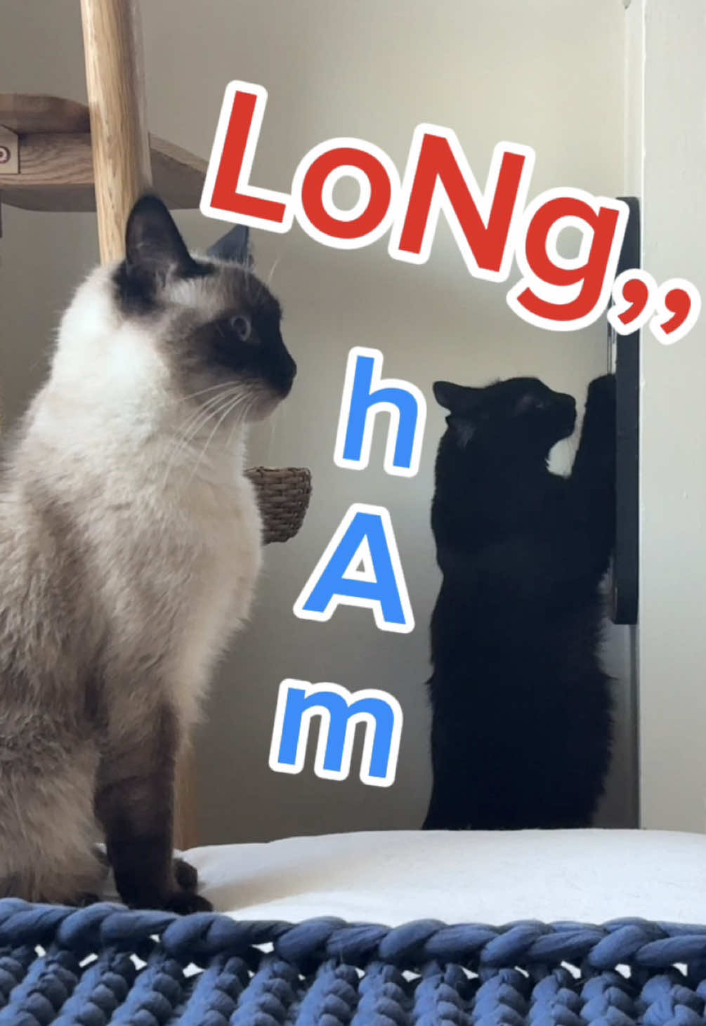 @Merv The Cat