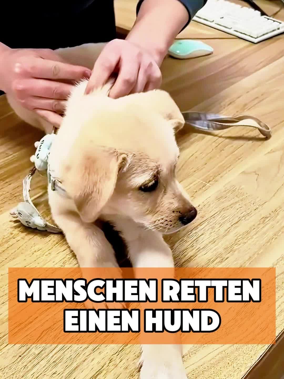@toto_tier
