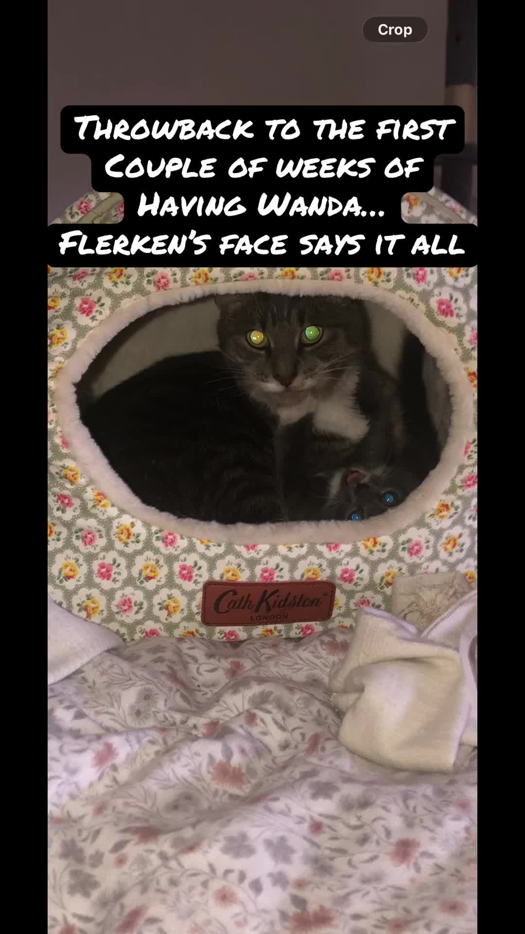 @TheCatandDogTeam