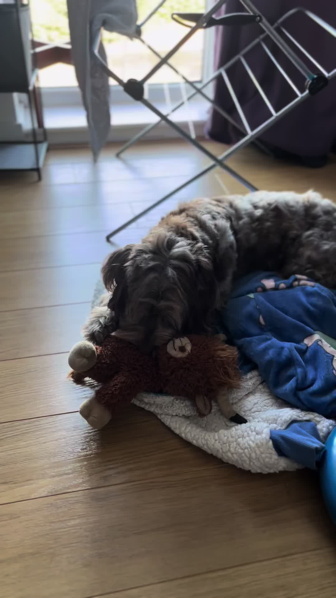 @pennythesprockerpoo