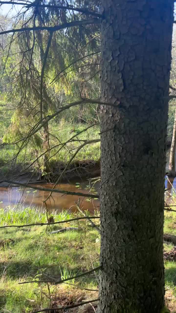 @Stall skogstokig