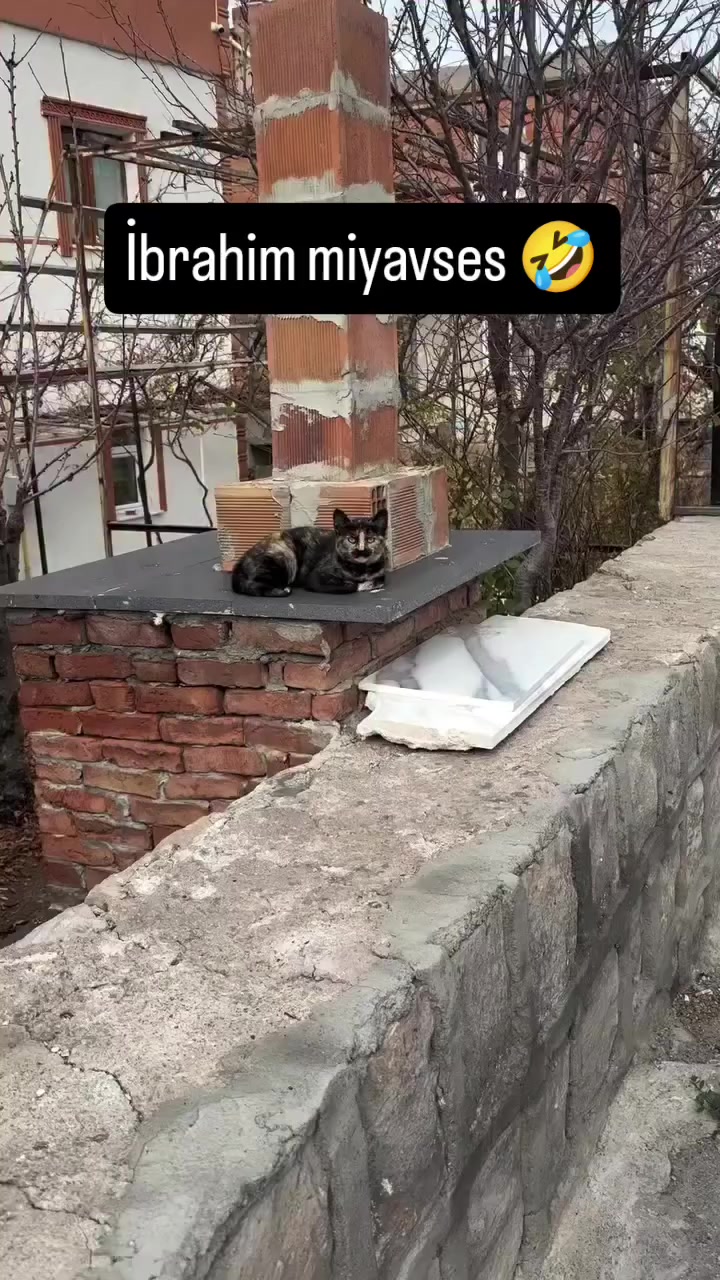 @çılgın...kediler