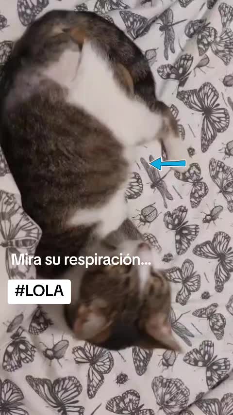 @SOS FELINA TENERIFE