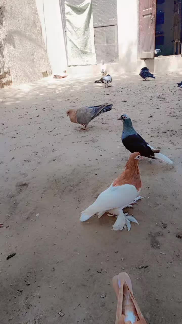 @best Birds912
