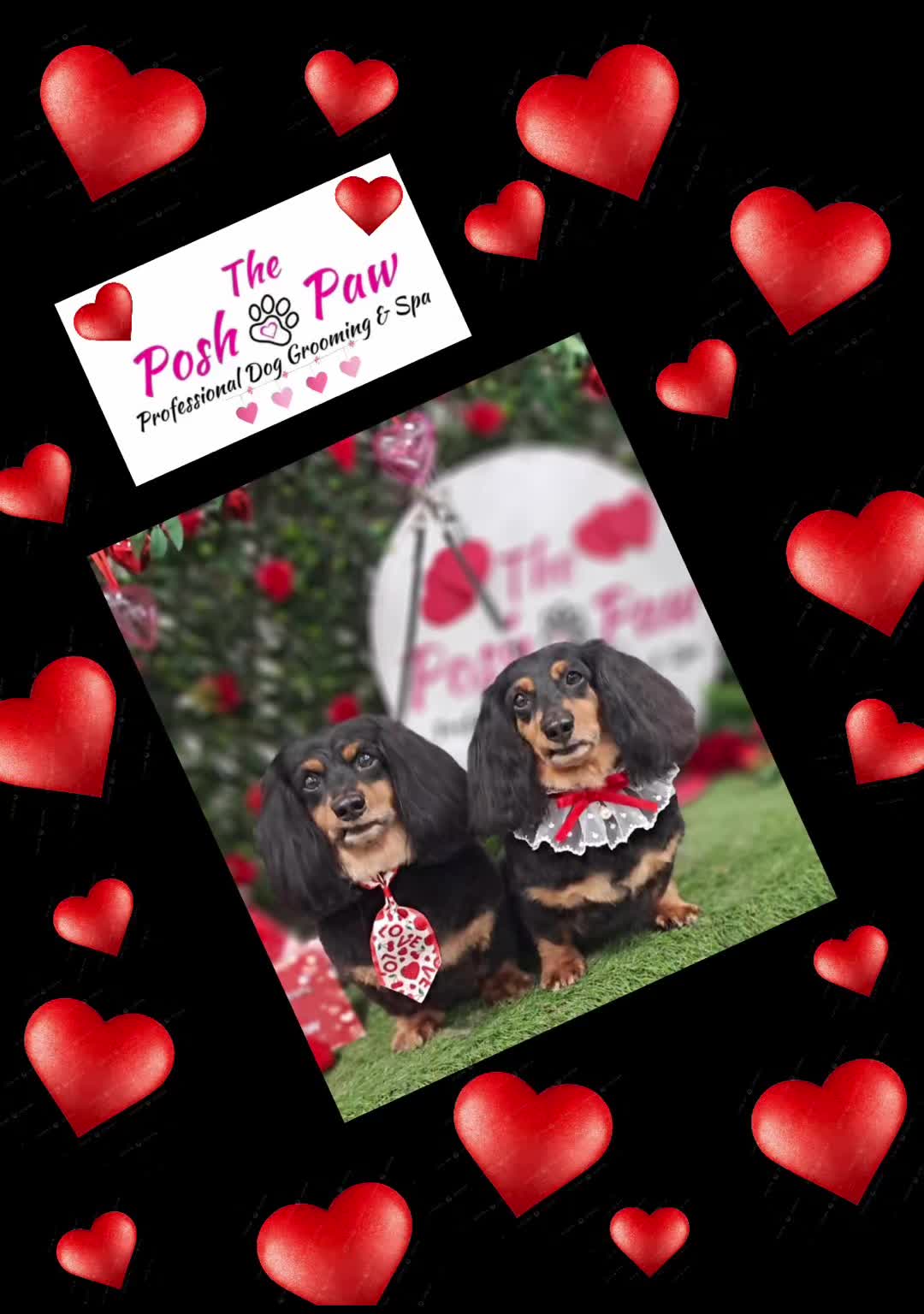@The posh paw