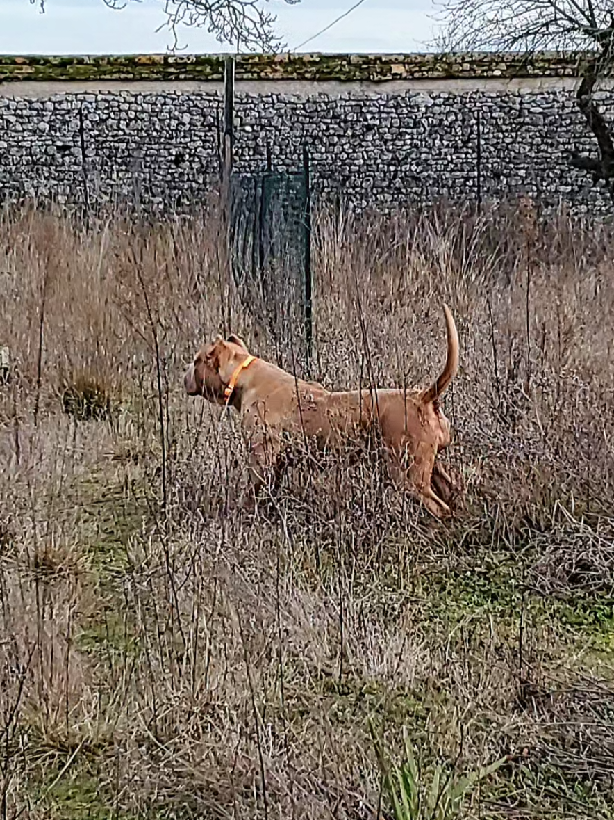 @AKATSUKI BULLY KENNEL 🇭🇹🇫🇷