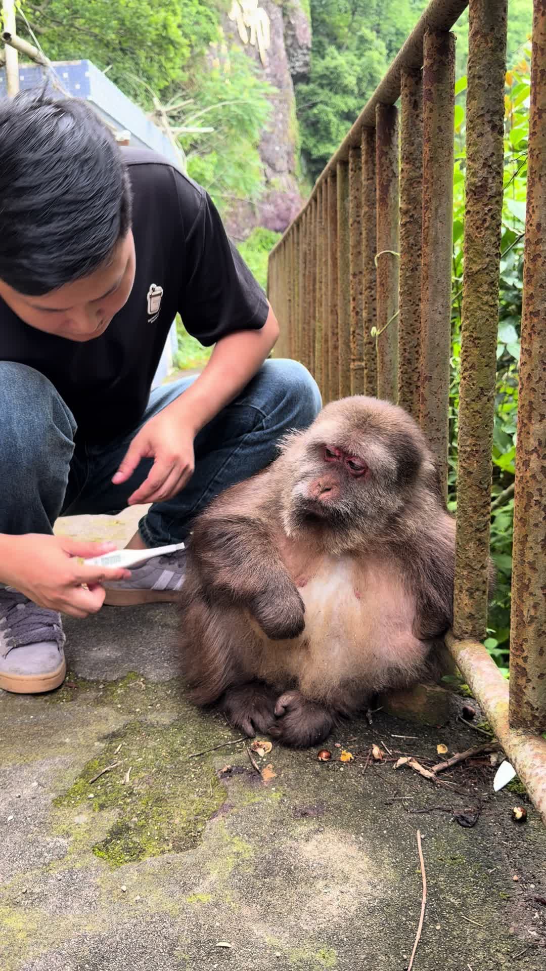 @xingxing.themonkey