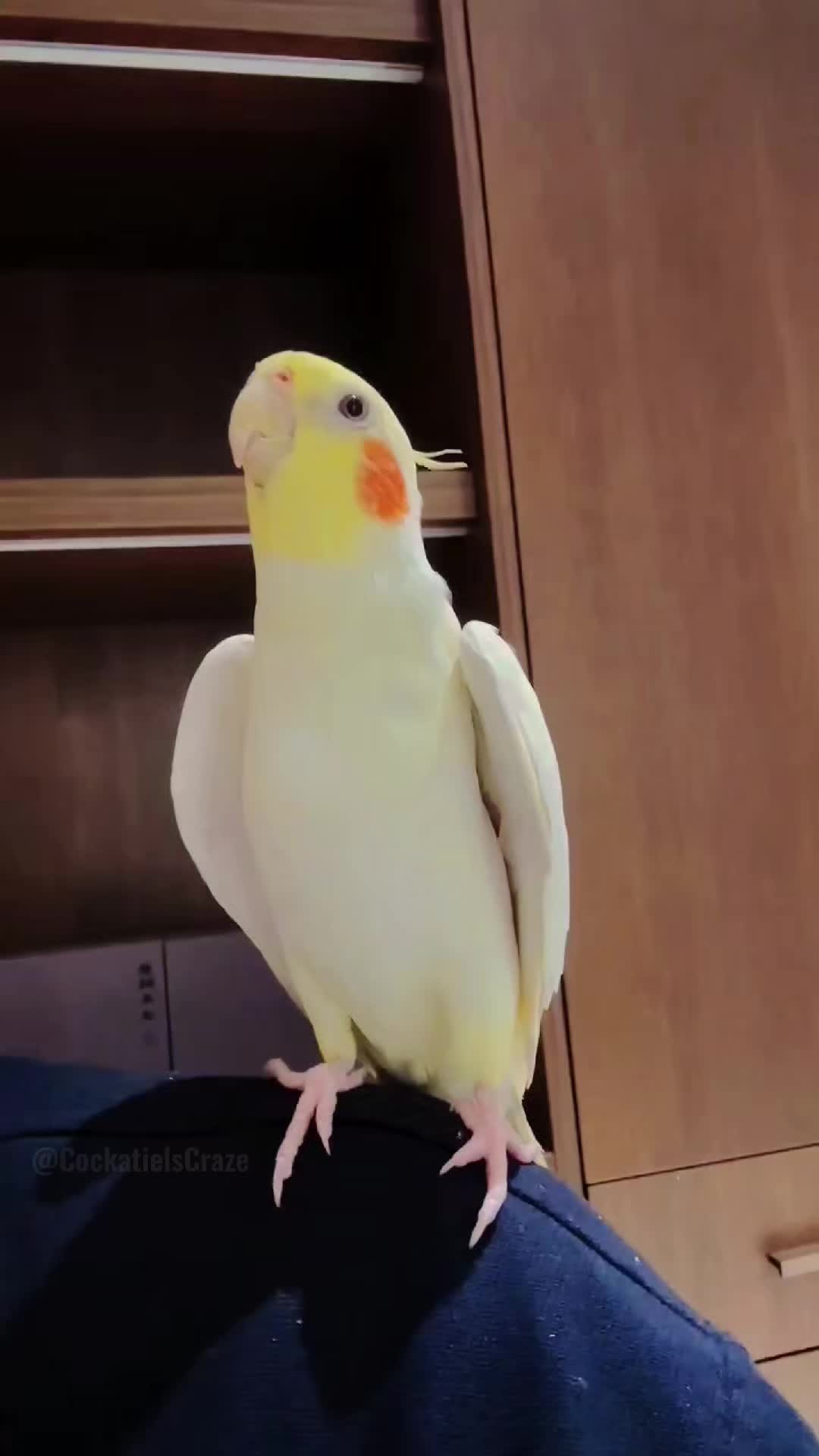 @Cockatiels Craze