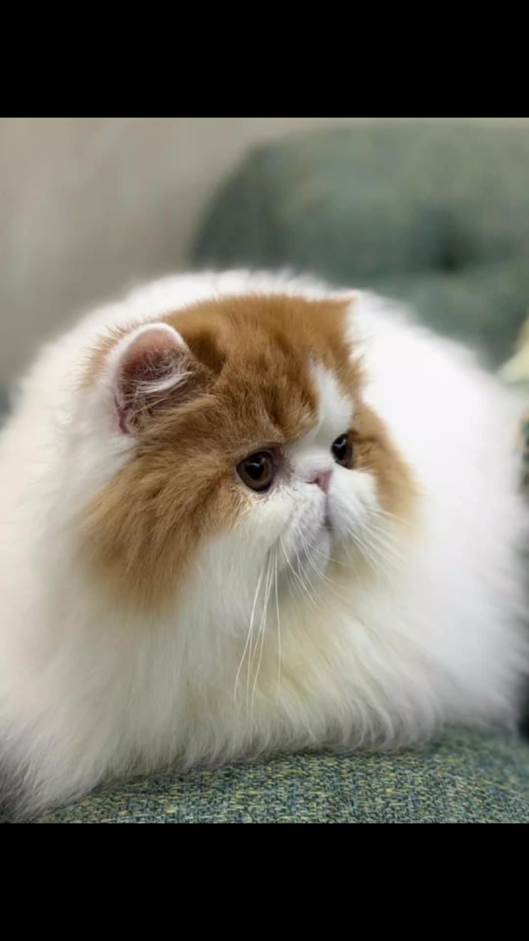 @_Humah_