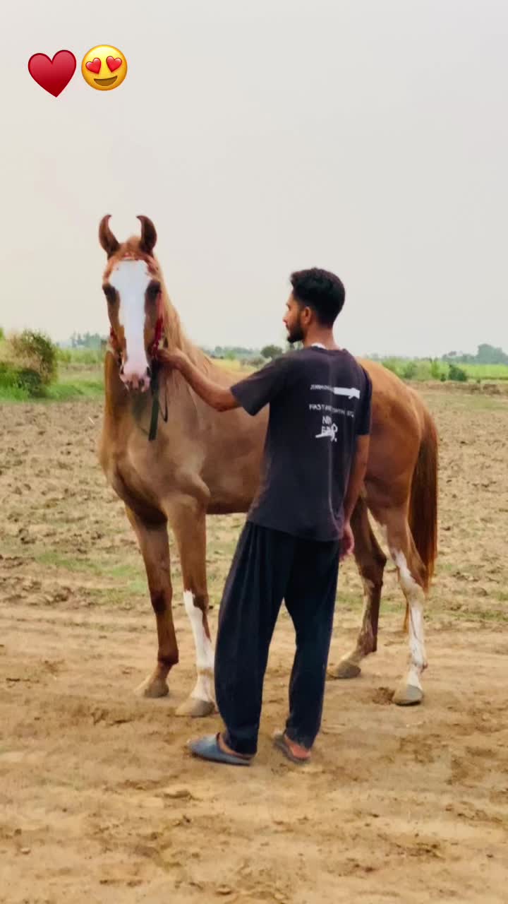 @Ch Hammad bokan ♥️🐎