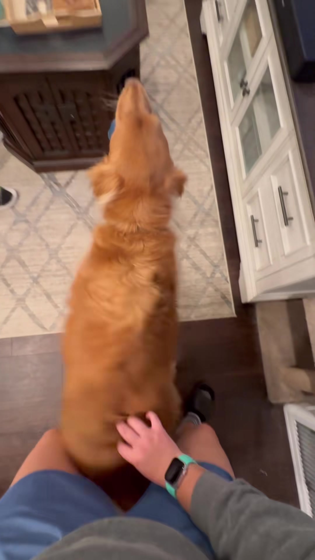 @animalmemester