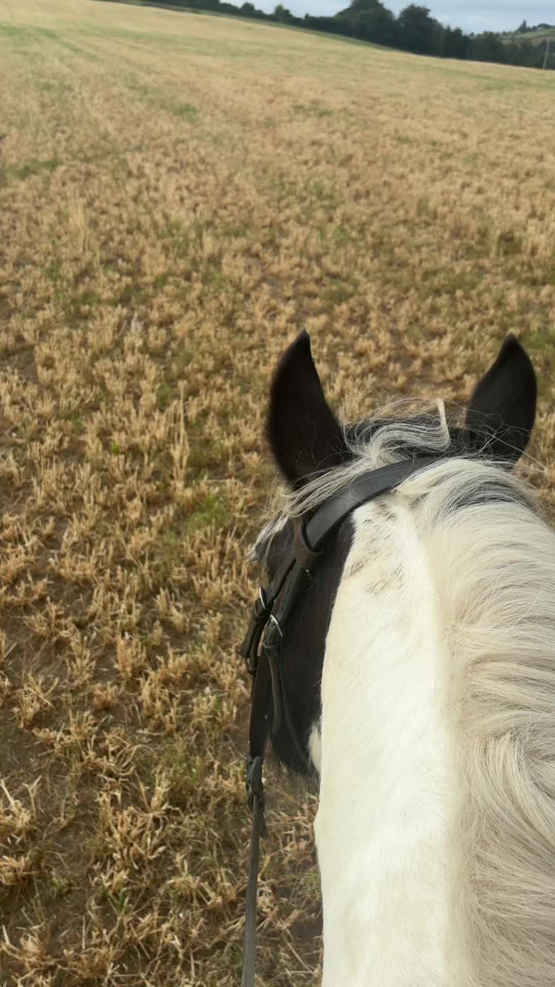 @Zara’spam🇮🇪🐴