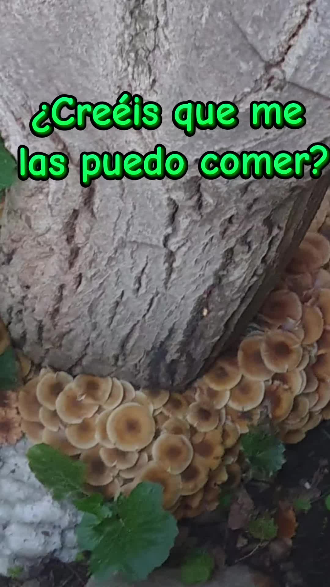 @César 🌿 Huerto & Comida
